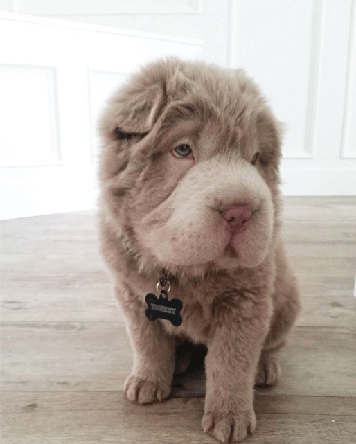 Tonkey bear, viral, internet sensation, instagram, celebrity pet, social media, dog, canada, bearcoat tonkey, beat coat, shar-pei, tonkey, adorable