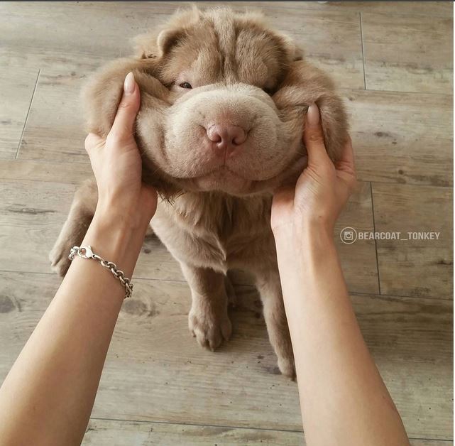 Tonkey bear, viral, internet sensation, instagram, celebrity pet, social media, dog, canada, bearcoat tonkey, beat coat, shar-pei, tonkey, adorable