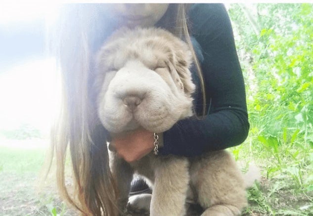 Tonkey bear, viral, internet sensation, instagram, celebrity pet, social media, dog, canada, bearcoat tonkey, beat coat, shar-pei, tonkey, adorable