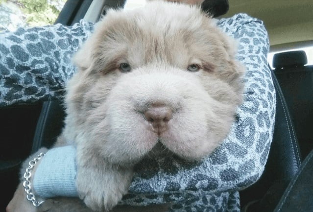 Tonkey bear, viral, internet sensation, instagram, celebrity pet, social media, dog, canada, bearcoat tonkey, beat coat, shar-pei, tonkey, adorable