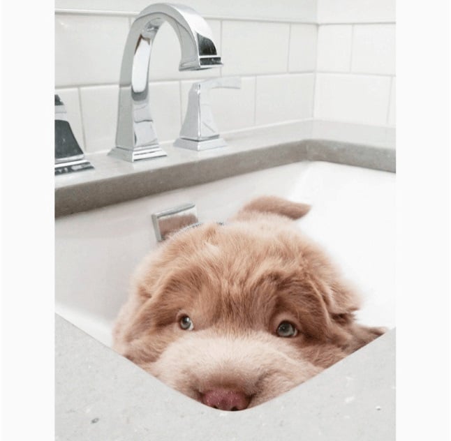 tonkey dog