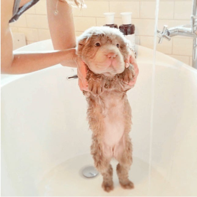 tonkey dog