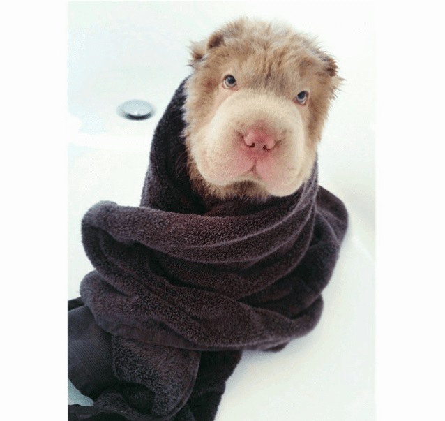 tonkey dog