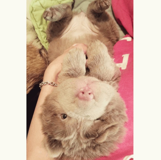 Tonkey Bear, viral, Internet Sensation, Instagram, celebrity pet, social media, dog, canada, Bearcoat tonkey, Beat Coat, Shar-Pei, Tonkey, Adorable