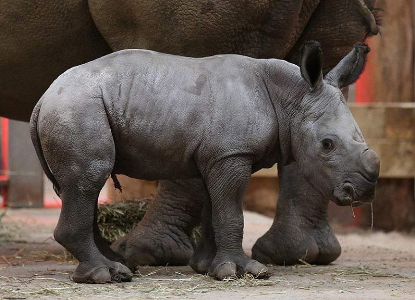 Animal, cute, baby, rhino, baby rhino, rhinoceros, photo, zoo, mammal