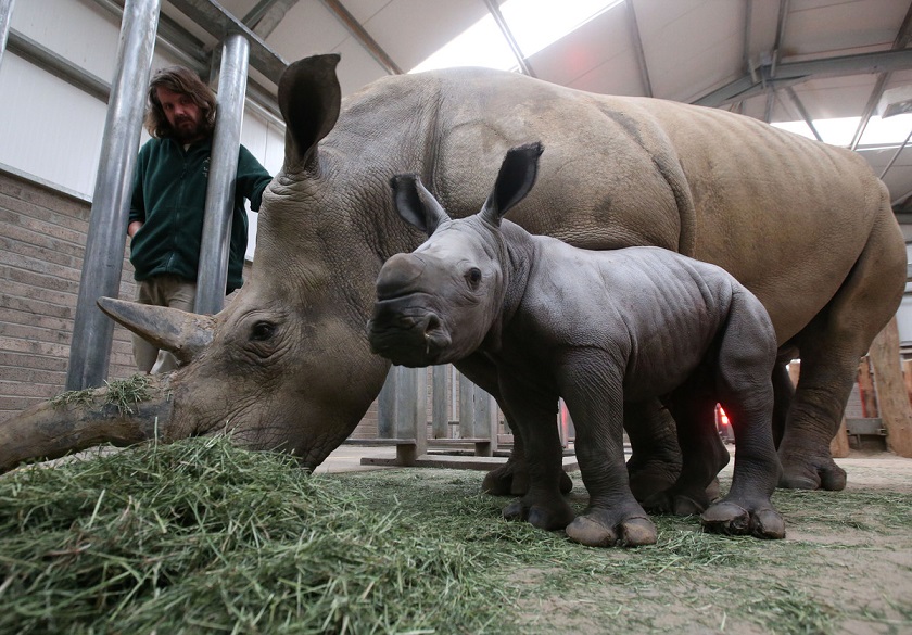 Animal, cute, baby, rhino, baby rhino, rhinoceros, photo, zoo, mammal