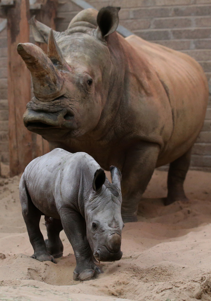 Animal, cute, baby, rhino, baby rhino, rhinoceros, photo, zoo, mammal