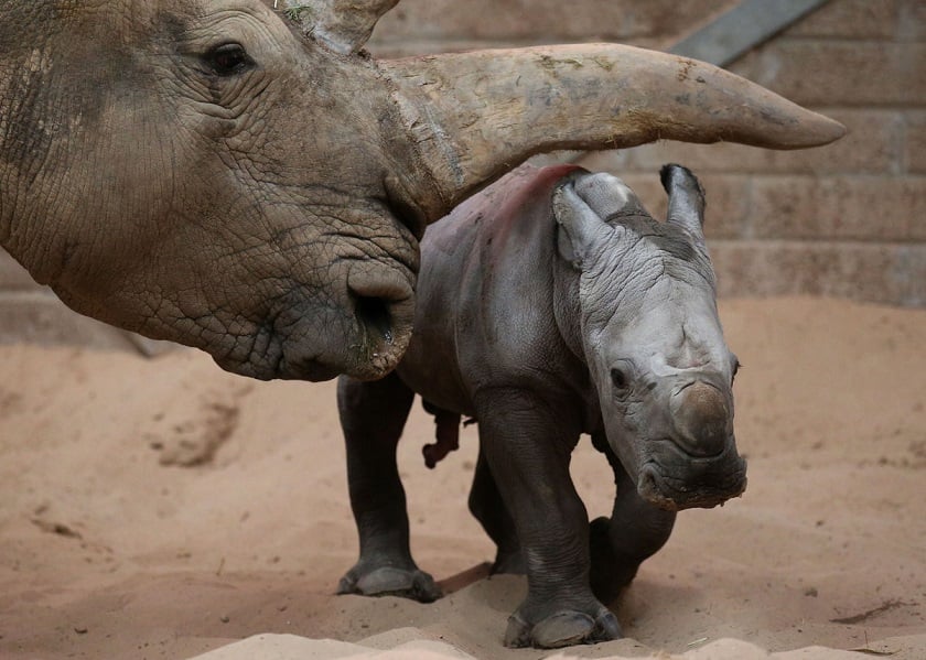 baby rhinoceros baby rhinoceros