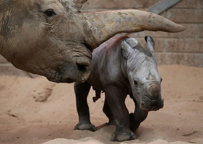 Animal, cute, baby, rhino, baby rhino, rhinoceros, photo, zoo, mammal