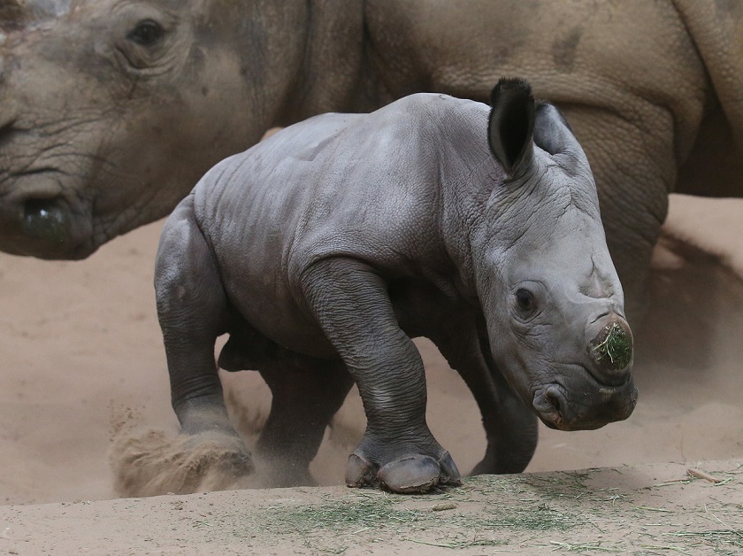 10 Super Cute Photos Of Baby Rhino "Bruce" Reckon Talk