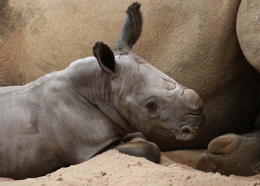 Animal, cute, baby, rhino, baby rhino, rhinoceros, photo, zoo, mammal