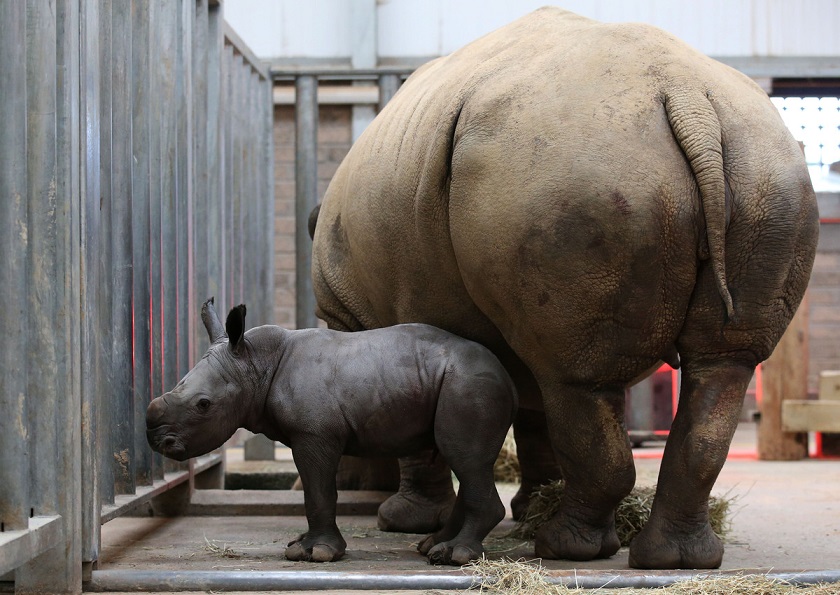 Animal, cute, baby, rhino, baby rhino, rhinoceros, photo, zoo, mammal