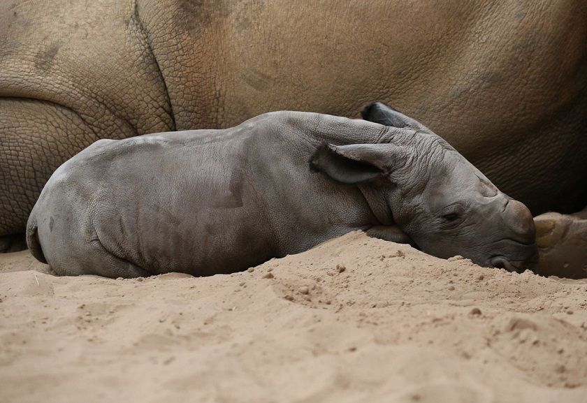 Animal, cute, baby, rhino, baby rhino, rhinoceros, photo, zoo, mammal