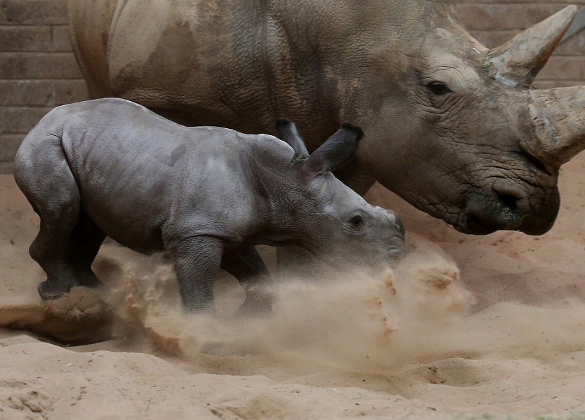 Animal, cute, baby, rhino, baby rhino, rhinoceros, photo, zoo, mammal
