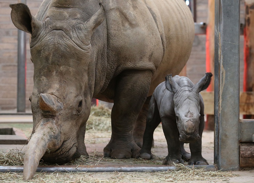 Animal, cute, baby, rhino, baby rhino, rhinoceros, photo, zoo, mammal