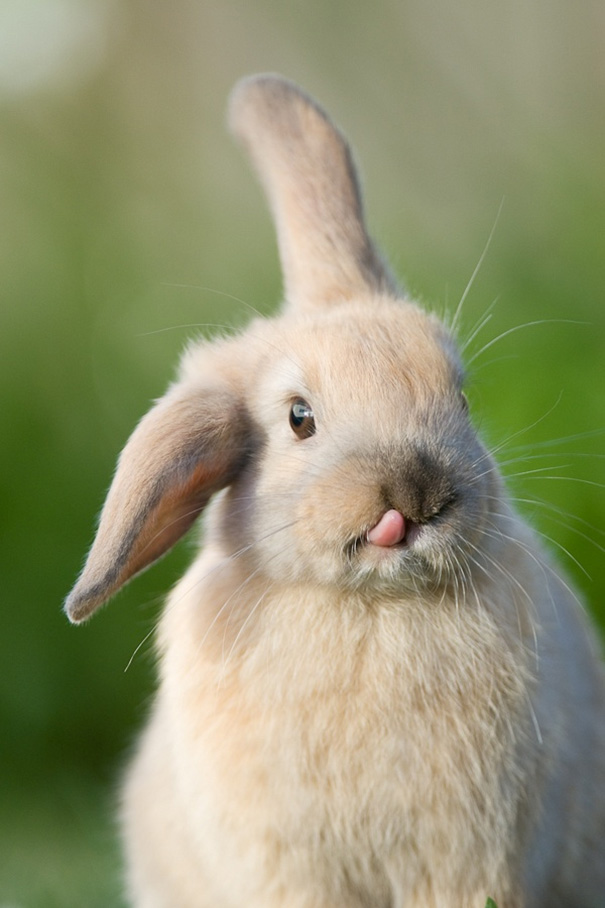 bi cute bunnies