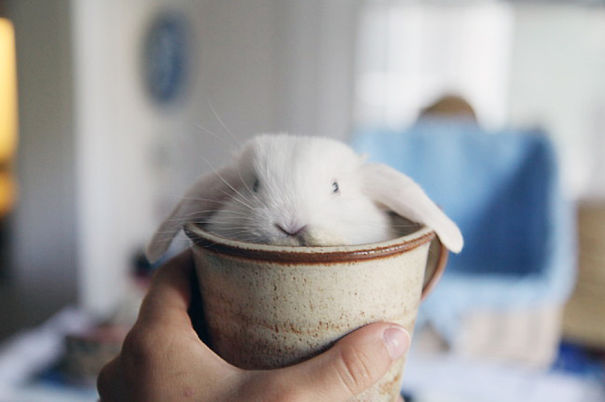 cute, bunnies, rabbit, animal, pet, lovely, beautiful, baby bunny, sweet