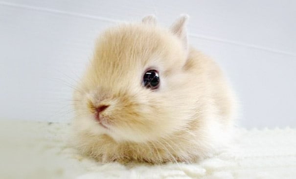 cute, bunnies, rabbit, animal, pet, lovely, beautiful, baby bunny, sweet