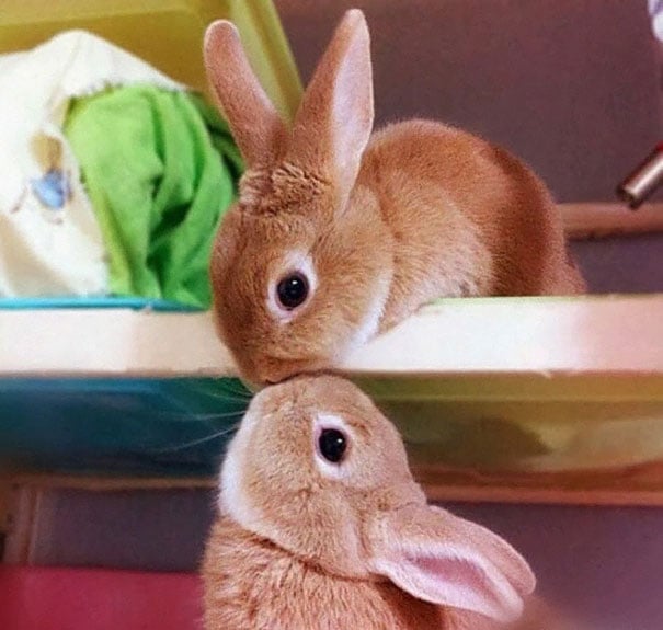 13 Amazing And Cute Pics Of Bunnies Reckon Talk