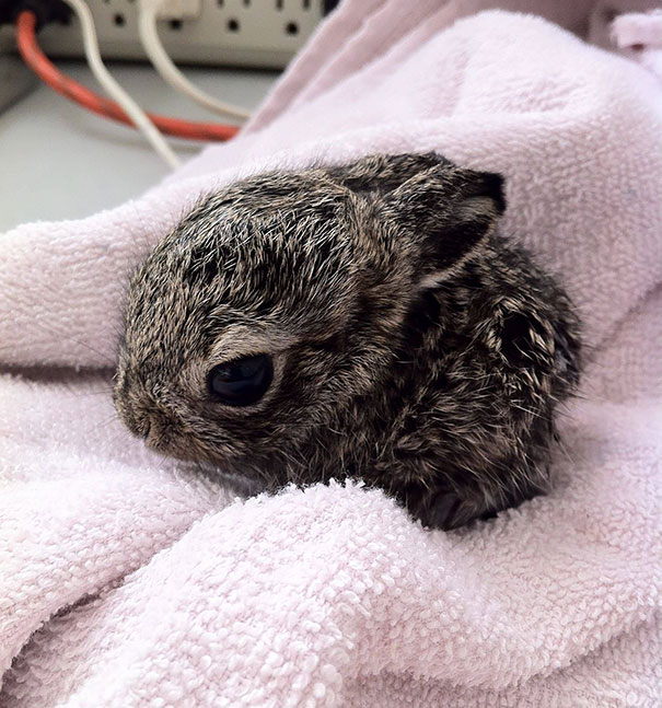 cute, bunnies, rabbit, animal, pet, lovely, beautiful, baby bunny, sweet