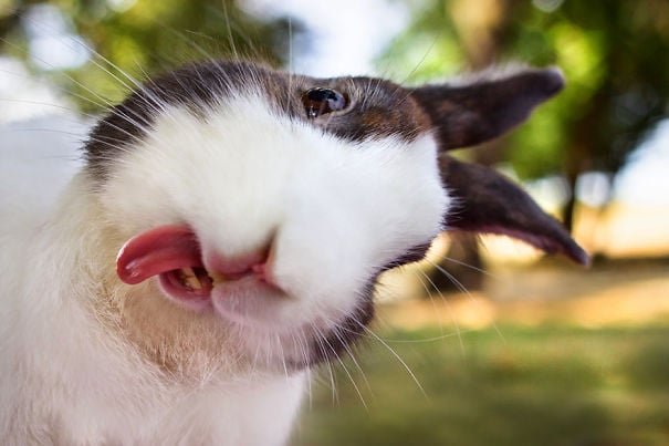 cute, bunnies, rabbit, animal, pet, lovely, beautiful, baby bunny, sweet