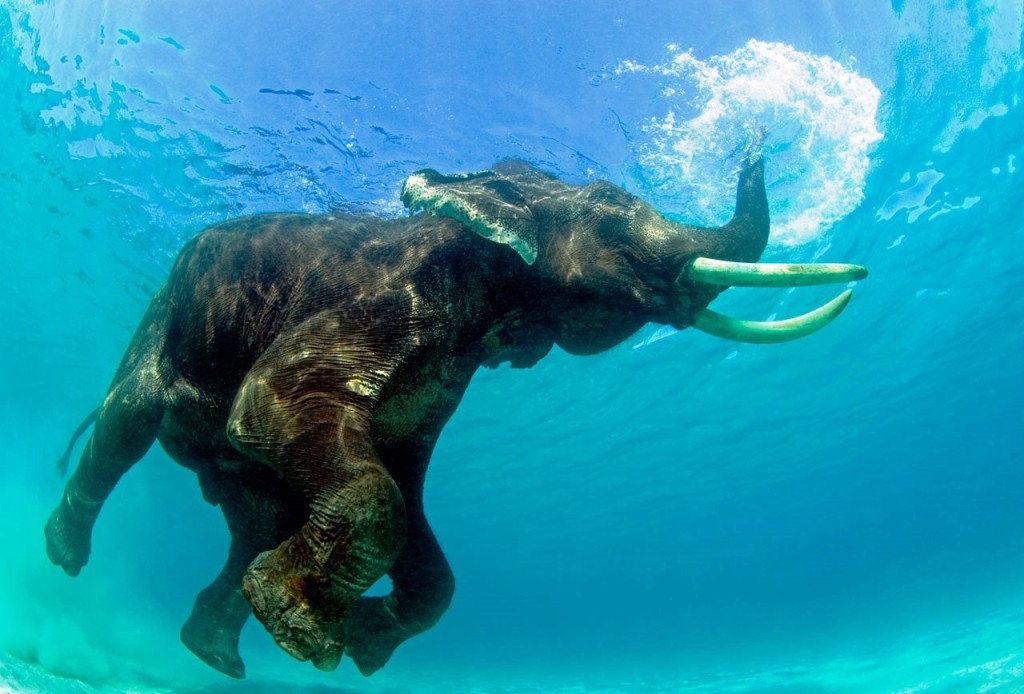 Andaman, Nicobar, Kala Pani, india, Islands, tourists, Cellular Jail, Kala Pani Ki Saja, Jarawa, Tribal Jarawa woman, Dugong, Coconut crab, Barren Island, Volcano, facts, asia, photography