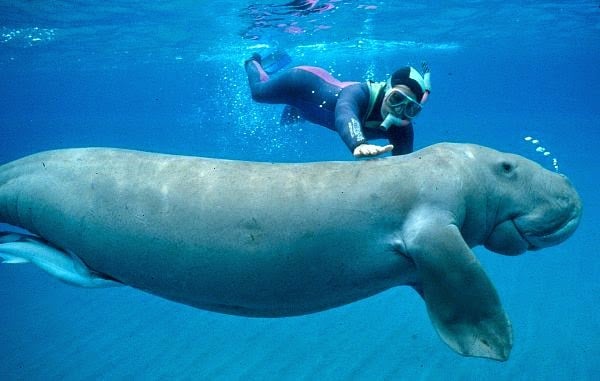 15 Mysterious Facts About Andaman and Nicobar Islands | Reckon Talk 15 Mysterious Facts About Andaman and Nicobar Islands | Reckon Talk