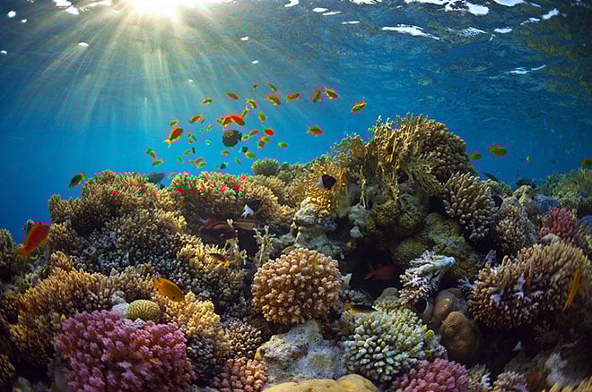 Andaman, Nicobar, Kala Pani, india, Islands, tourists, Cellular Jail, Kala Pani Ki Saja, Jarawa, Tribal Jarawa woman, Dugong, Coconut crab, Barren Island, Volcano, facts, asia, photography