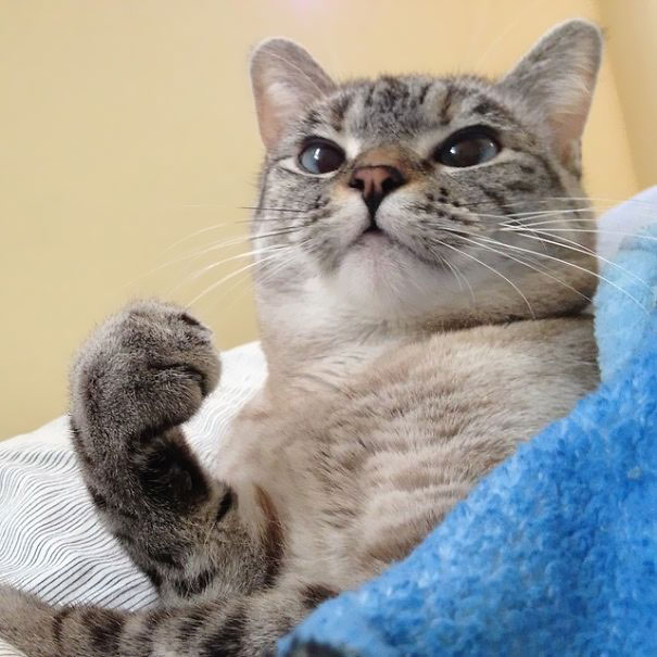 Meet Instagram S Most Famous Cat Nala Has 3 2m Followers 3 Reckon Talk Meet Instagram S Most Famous Cat Nala Has 3 2m Followers 3 Reckon Talk