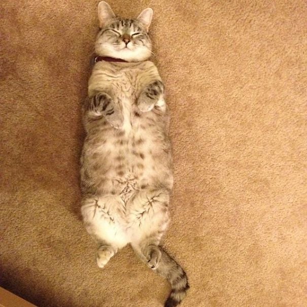 Meet Instagram S Most Famous Cat Nala Has 3 2m Followers 4 Reckon Talk Meet Instagram S Most Famous Cat Nala Has 3 2m Followers 4 Reckon Talk