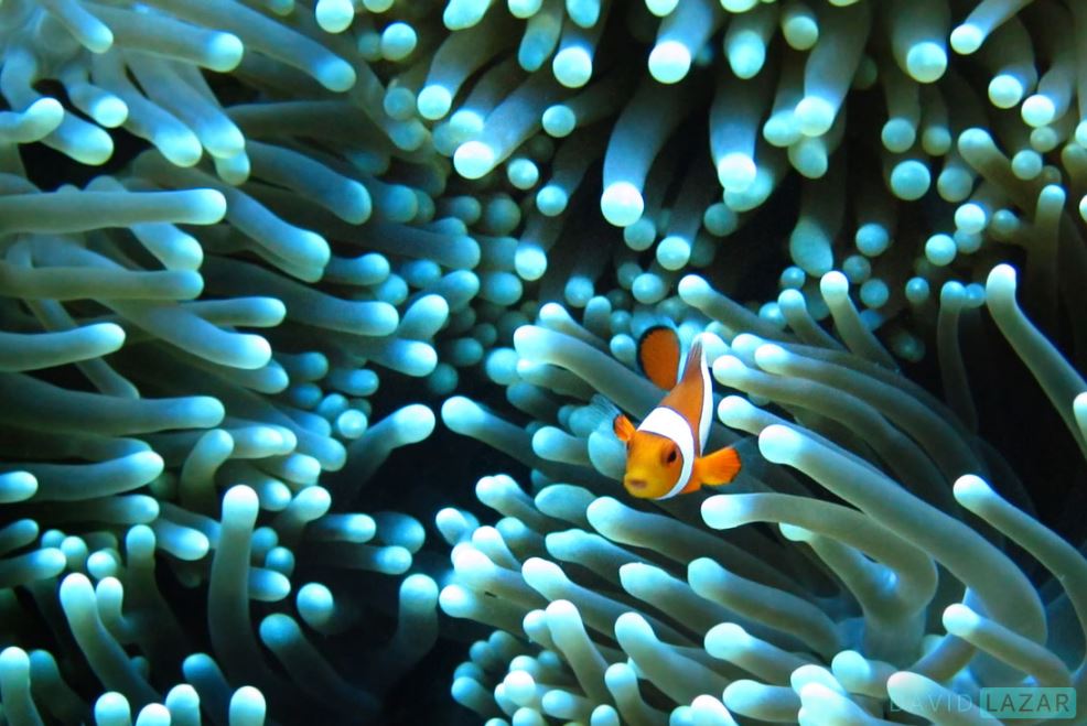 indonesia,indonesia all photo,indonesia facts,indonesia nature photos,david lazar,david lazar photography,nature photos
