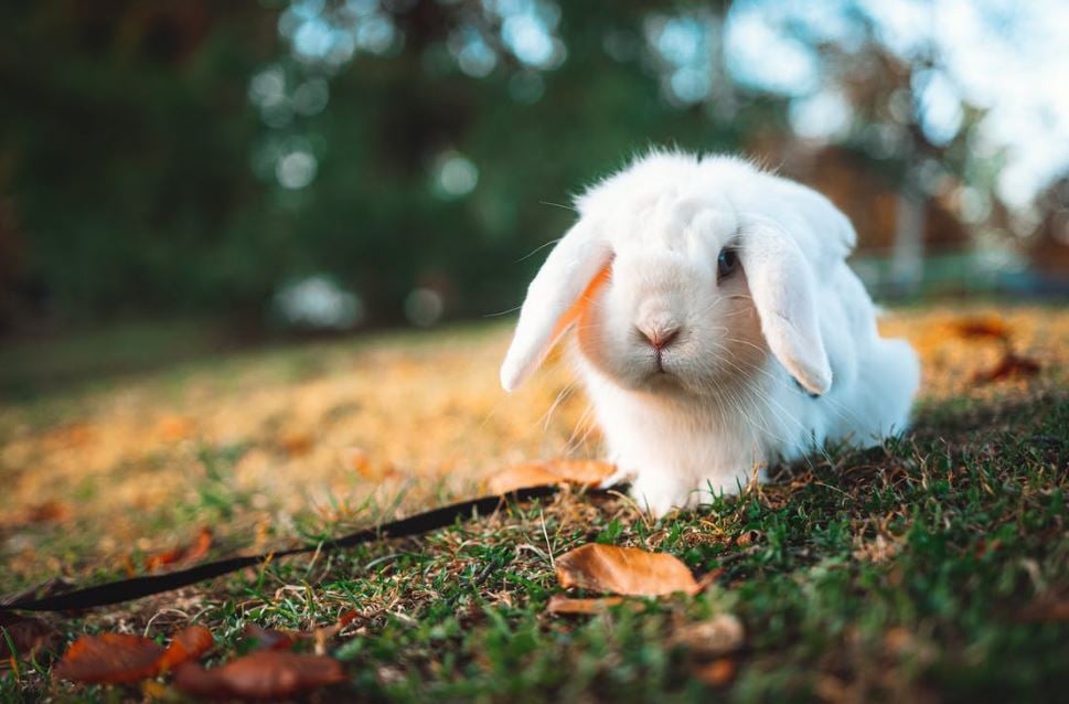 Cute long ear bunny