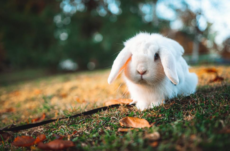 cute long ear bunny