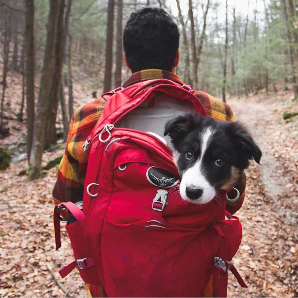 dogscamping3