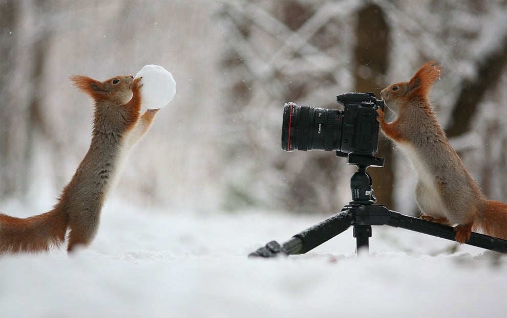 animal, squirrel, baby, pert, cute, sweet, lovely, pair squirrel, playing squirrel, Vadim Trunov, nature photographer, macro photographer, talented photographer, animal photo, photography, amazing, wow, awesome, adorable, outstanding, mindblowing, fun series, funny