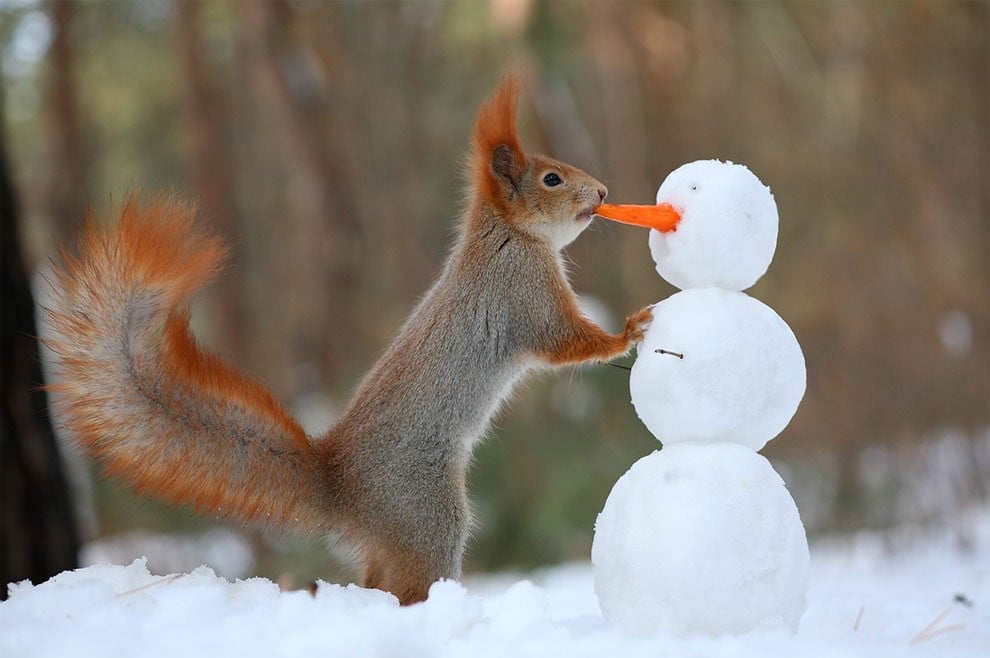animal, squirrel, baby, pert, cute, sweet, lovely, pair squirrel, playing squirrel, Vadim Trunov, nature photographer, macro photographer, talented photographer, animal photo, photography, amazing, wow, awesome, adorable, outstanding, mindblowing, fun series, funny