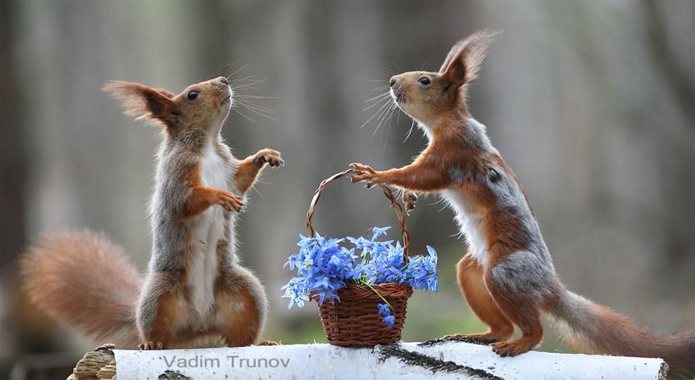 animal, squirrel, baby, pert, cute, sweet, lovely, pair squirrel, playing squirrel, Vadim Trunov, nature photographer, macro photographer, talented photographer, animal photo, photography, amazing, wow, awesome, adorable, outstanding, mindblowing, fun series, funny