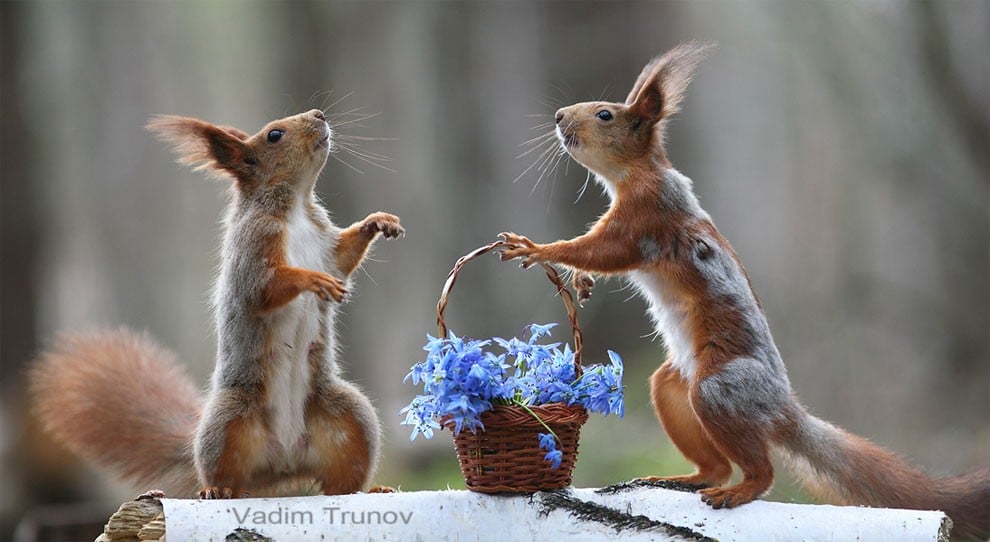 Animal, squirrel, baby, pert, cute, sweet, lovely, pair squirrel, playing squirrel, vadim trunov, nature photographer, macro photographer, talented photographer, animal photo, photography, amazing, wow, awesome, adorable, outstanding, mindblowing, fun series, funny