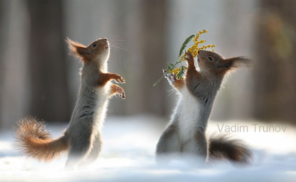 animal, squirrel, baby, pert, cute, sweet, lovely, pair squirrel, playing squirrel, Vadim Trunov, nature photographer, macro photographer, talented photographer, animal photo, photography, amazing, wow, awesome, adorable, outstanding, mindblowing, fun series, funny