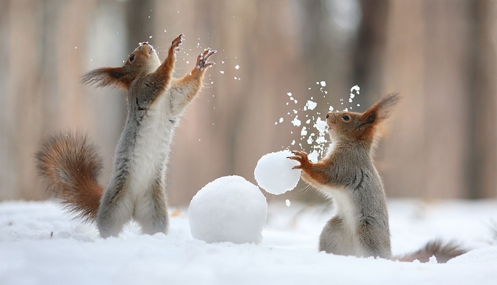 animal, squirrel, baby, pert, cute, sweet, lovely, pair squirrel, playing squirrel, Vadim Trunov, nature photographer, macro photographer, talented photographer, animal photo, photography, amazing, wow, awesome, adorable, outstanding, mindblowing, fun series, funny
