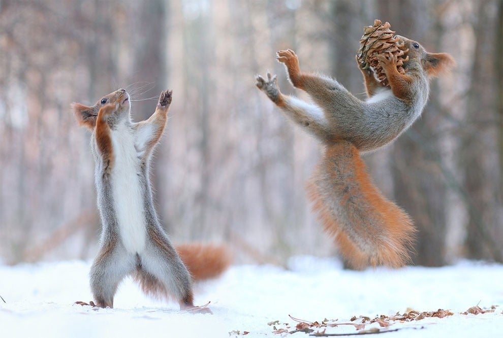animal, squirrel, baby, pert, cute, sweet, lovely, pair squirrel, playing squirrel, Vadim Trunov, nature photographer, macro photographer, talented photographer, animal photo, photography, amazing, wow, awesome, adorable, outstanding, mindblowing, fun series, funny