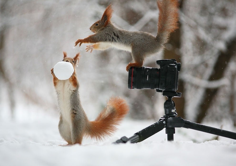 Animal, squirrel, baby, pert, cute, sweet, lovely, pair squirrel, playing squirrel, vadim trunov, nature photographer, macro photographer, talented photographer, animal photo, photography, amazing, wow, awesome, adorable, outstanding, mindblowing, fun series, funny