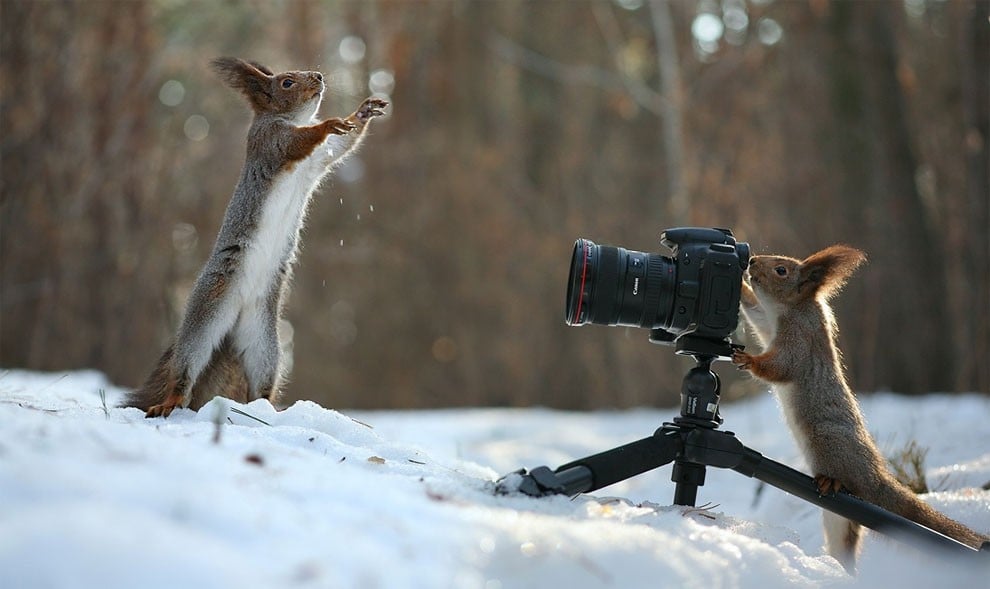 animal, squirrel, baby, pert, cute, sweet, lovely, pair squirrel, playing squirrel, Vadim Trunov, nature photographer, macro photographer, talented photographer, animal photo, photography, amazing, wow, awesome, adorable, outstanding, mindblowing, fun series, funny