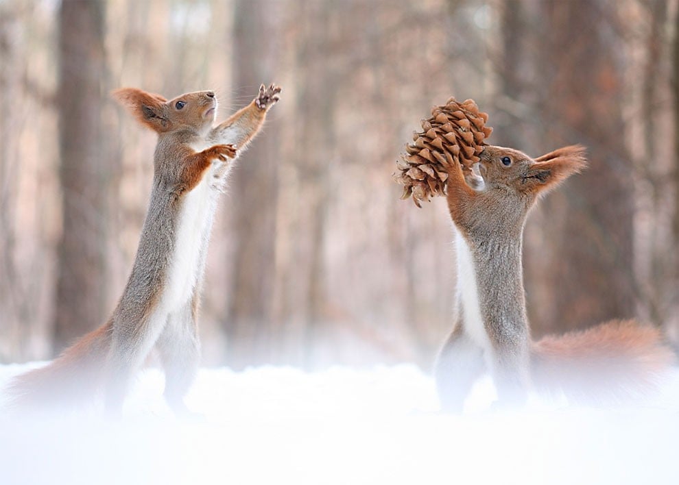 animal, squirrel, baby, pert, cute, sweet, lovely, pair squirrel, playing squirrel, Vadim Trunov, nature photographer, macro photographer, talented photographer, animal photo, photography, amazing, wow, awesome, adorable, outstanding, mindblowing, fun series, funny