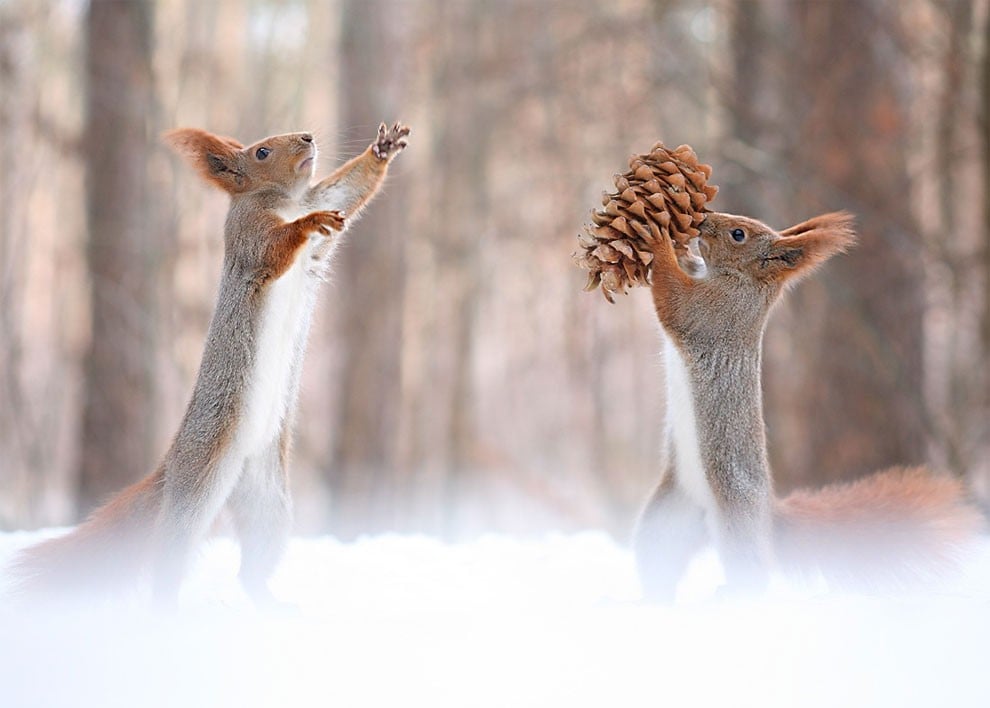 Animal, squirrel, baby, pert, cute, sweet, lovely, pair squirrel, playing squirrel, vadim trunov, nature photographer, macro photographer, talented photographer, animal photo, photography, amazing, wow, awesome, adorable, outstanding, mindblowing, fun series, funny