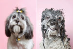11 Funny Photos of Wet Dogs Photographed By Sophie Gamand