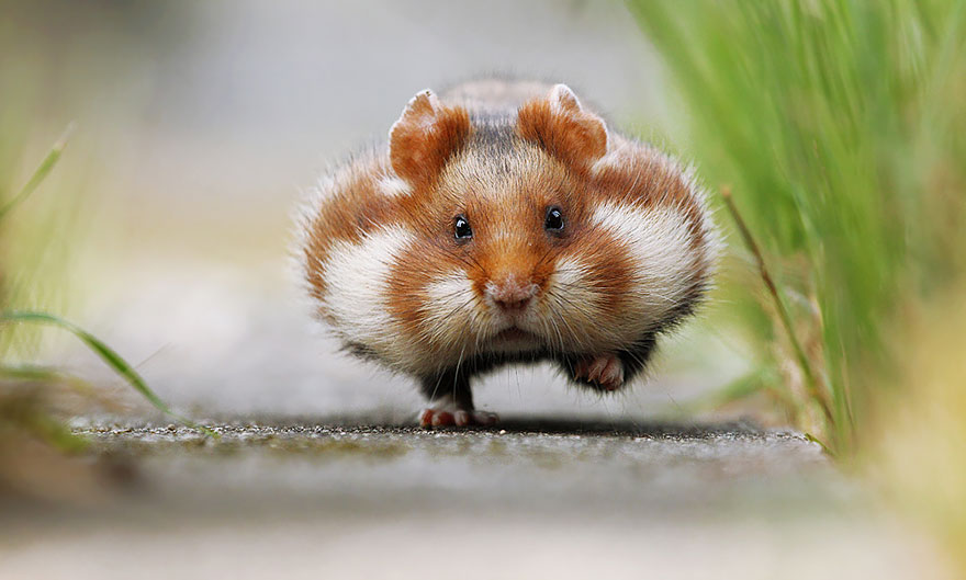 Cute, hamsters, animal, pet, cutest, sweet, lovely, adorable, so cute, awesome, amazing, wow, beautiful, photography