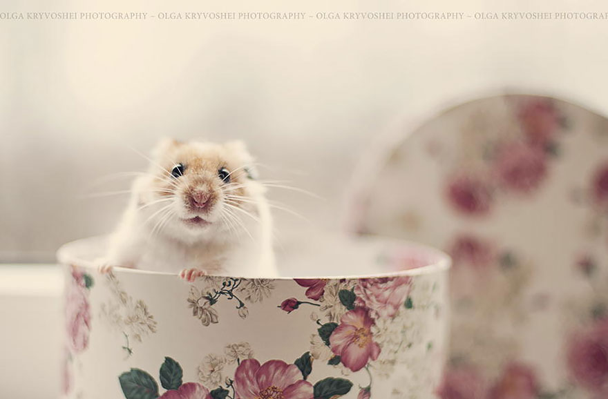 Cute, hamsters, animal, pet, cutest, sweet, lovely, adorable, so cute, awesome, amazing, wow, beautiful, photography