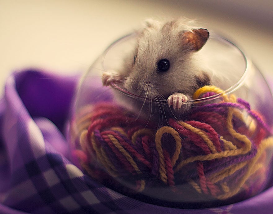 Cute, hamsters, animal, pet, cutest, sweet, lovely, adorable, so cute, awesome, amazing, wow, beautiful, photography