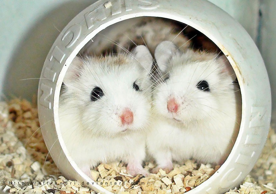 cute, hamsters, animal, pet, cutest, sweet, lovely, adorable, so cute, awesome, amazing, wow, beautiful, photography